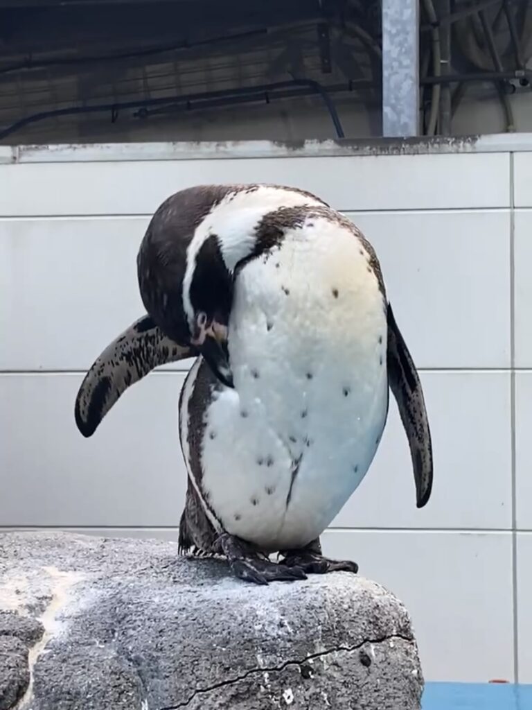 鳥羽水族館　ペンギン