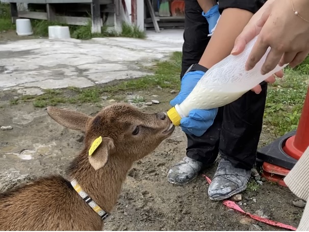 子鹿へのミルクやり体験