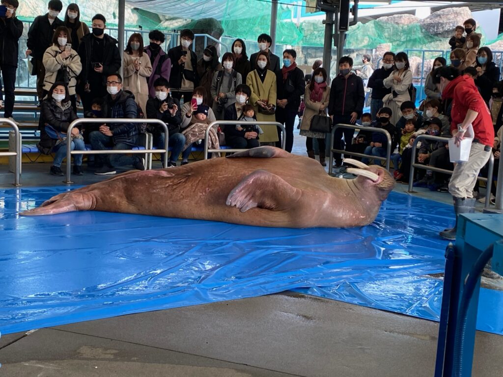 鳥羽水族館　セイウチのショー