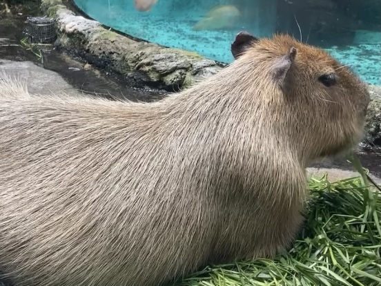 鳥羽水族館　ビーバー