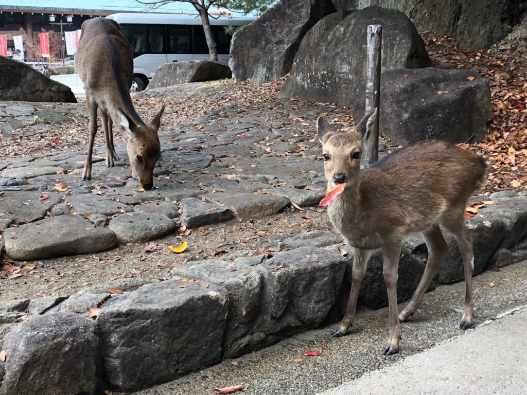 宮島